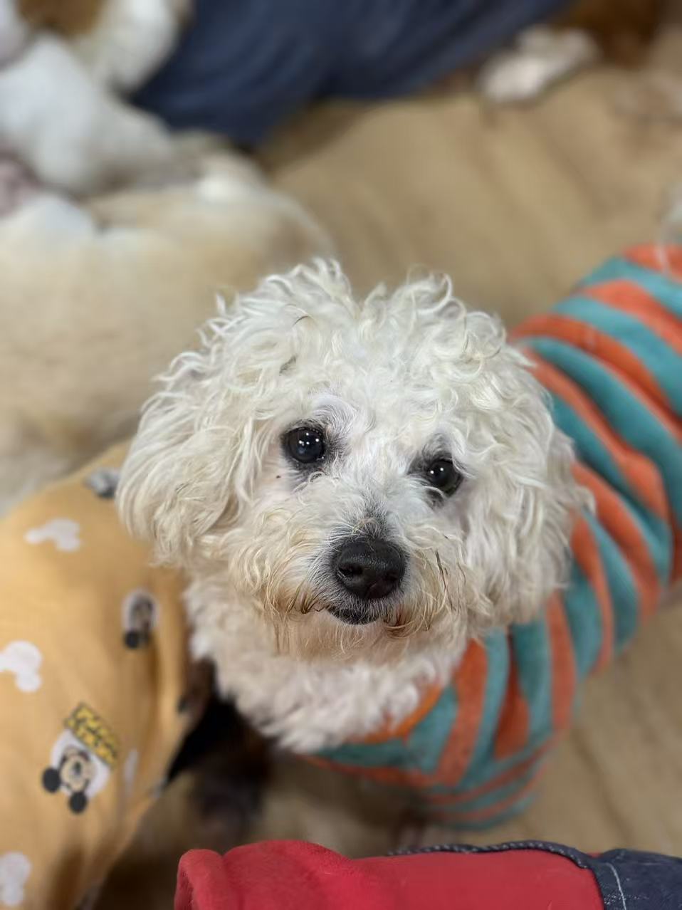 常安基地的小熊